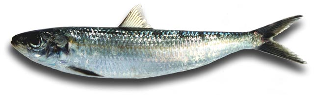 Sardinella Aurita (Sardinella Aurita)