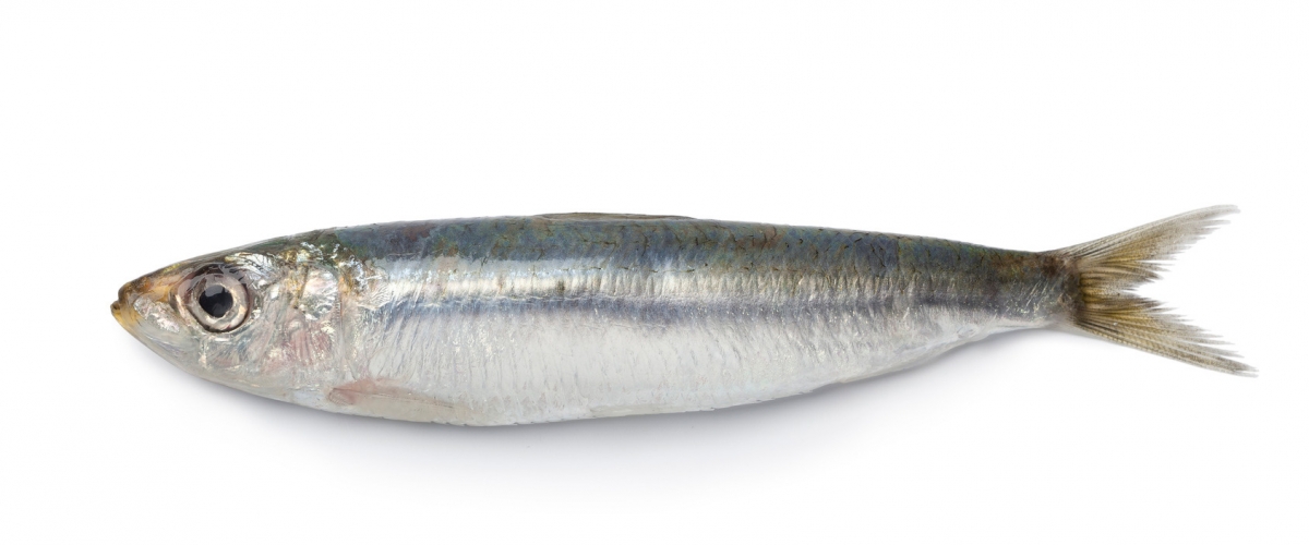 European Sardine (Sardina Pilchardus)