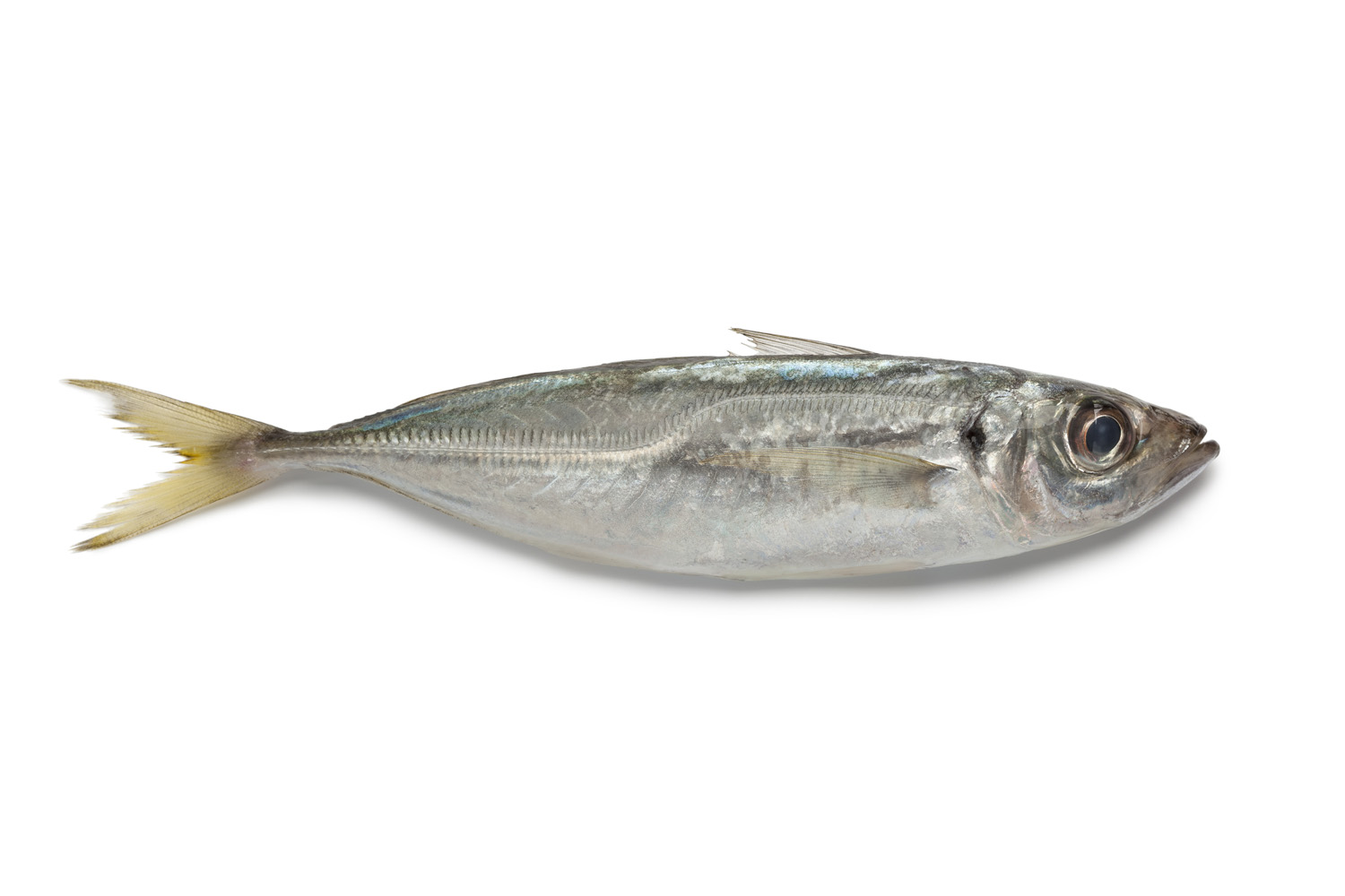  Horse Mackerel (Trachurus)